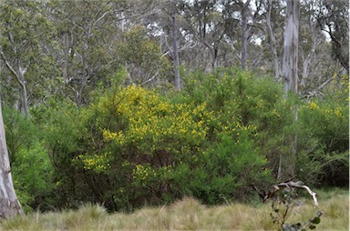 APII jpeg image of Cytisus scoparius  © contact APII