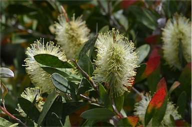 APII jpeg image of Callistemon pallidus  © contact APII