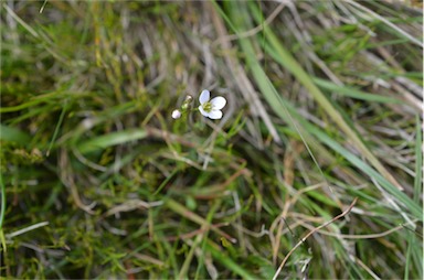 APII jpeg image of Cardamine astoniae  © contact APII