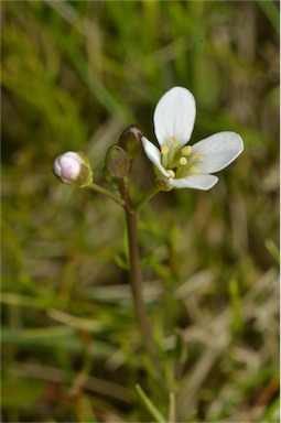 APII jpeg image of Cardamine astoniae  © contact APII