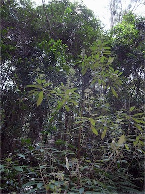 APII jpeg image of Astrotricha latifolia  © contact APII