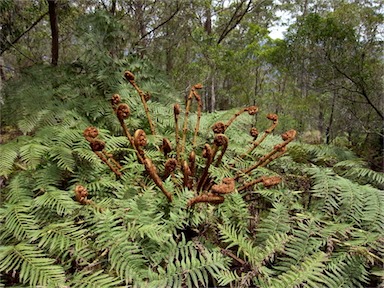 APII jpeg image of Dicksonia antarctica  © contact APII