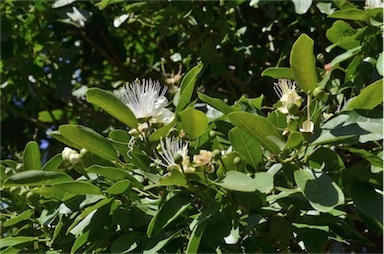 APII jpeg image of Capparis arborea  © contact APII