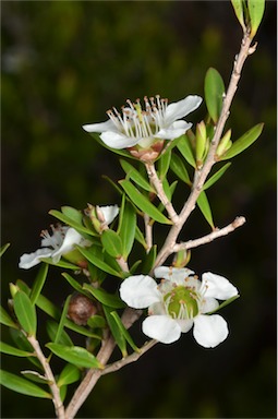 APII jpeg image of Leptospermum variabile  © contact APII