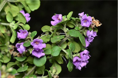 APII jpeg image of Prostanthera latifolia  © contact APII