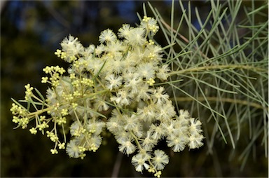 APII jpeg image of Acacia linifolia  © contact APII