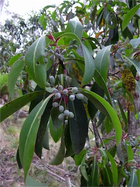 APII jpeg image of Tasmannia purpurascens  © contact APII