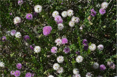 APII jpeg image of Melaleuca nesophila  © contact APII