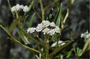 APII jpeg image of Ozothamnus stirlingii  © contact APII