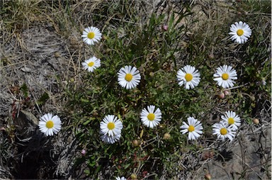 APII jpeg image of Brachyscome aculeata  © contact APII