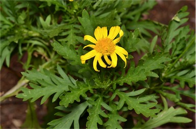 APII jpeg image of Euryops chrysanthemoides  © contact APII