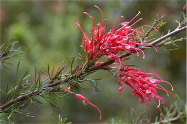 APII jpeg image of Grevillea wilsonii x tripartita  © contact APII