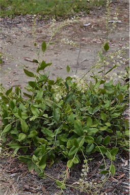 APII jpeg image of Lomatia ilicifolia  © contact APII