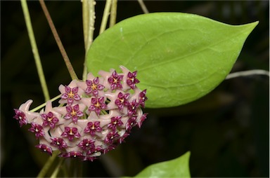 APII jpeg image of Hoya aldrichii  © contact APII