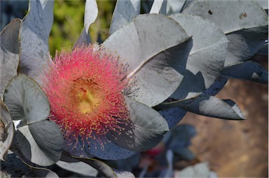 APII jpeg image of Eucalyptus macrocarpa  © contact APII