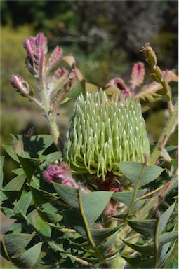 APII jpeg image of Banksia baxteri  © contact APII