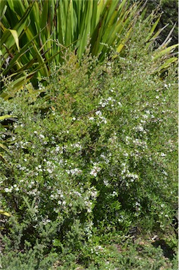 APII jpeg image of Leptospermum deuense  © contact APII