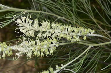 APII jpeg image of Grevillea albiflora  © contact APII