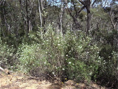 APII jpeg image of Ozothamnus stirlingii  © contact APII