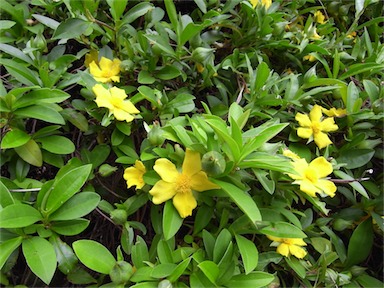 APII jpeg image of Hibbertia scandens  © contact APII