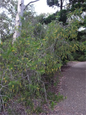 APII jpeg image of Persoonia pinifolia  © contact APII