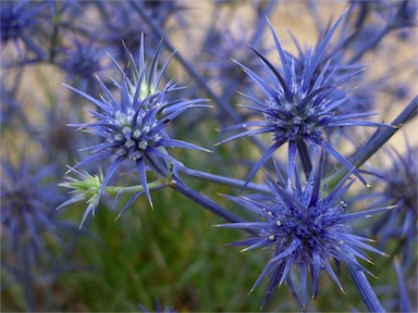 APII jpeg image of Eryngium ovinum  © contact APII