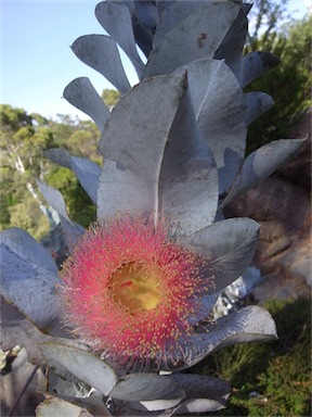 APII jpeg image of Eucalyptus macrocarpa  © contact APII