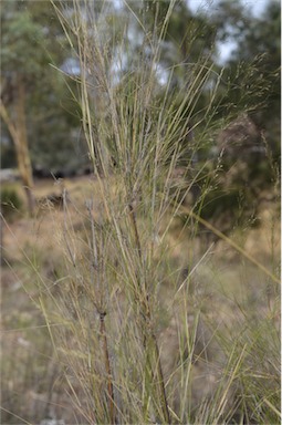 APII jpeg image of Austrostipa ramosissima  © contact APII