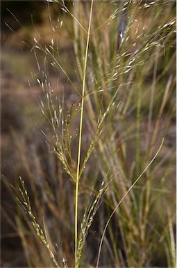 APII jpeg image of Austrostipa ramosissima  © contact APII