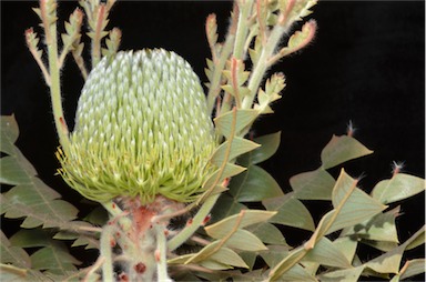 APII jpeg image of Banksia baxteri  © contact APII