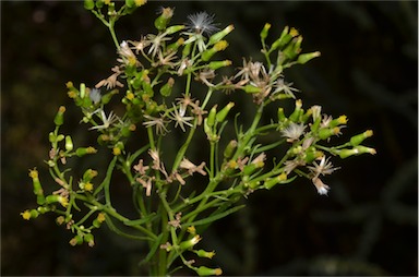 APII jpeg image of Senecio diaschides  © contact APII