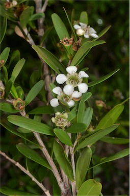 APII jpeg image of Leptospermum emarginatum  © contact APII