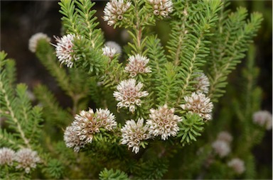 APII jpeg image of Darwinia diosmoides  © contact APII