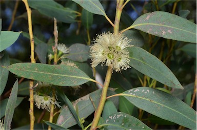 APII jpeg image of Eucalyptus ligulata subsp. stirlingica  © contact APII