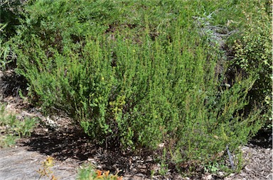 APII jpeg image of Hibbertia riparia  © contact APII