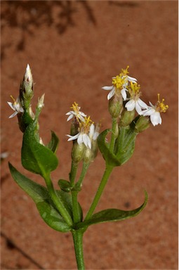 APII jpeg image of Schoenia cassiniana  © contact APII