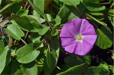 APII jpeg image of Convolvulus angustissimus 'Pink Saphire'  © contact APII