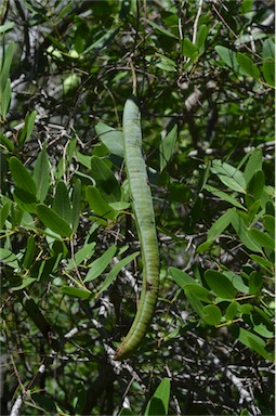 APII jpeg image of Cassia brewsteri var. brewsteri  © contact APII