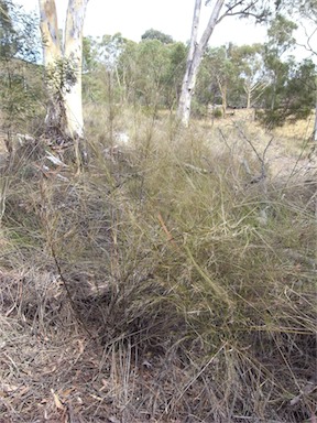 APII jpeg image of Austrostipa ramosissima  © contact APII