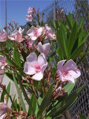 APII jpeg image of Nerium oleander  © contact APII