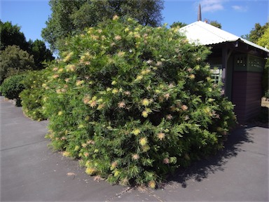 APII jpeg image of Grevillea 'Peaches & Cream'  © contact APII