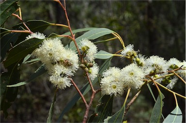 APII jpeg image of Eucalyptus bridgesiana  © contact APII