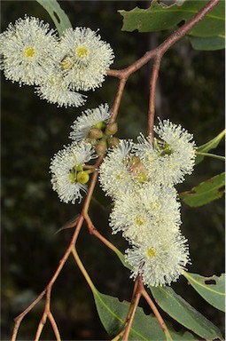 APII jpeg image of Eucalyptus bridgesiana  © contact APII