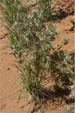 APII jpeg image of Cymbopogon obtectus  © contact APII