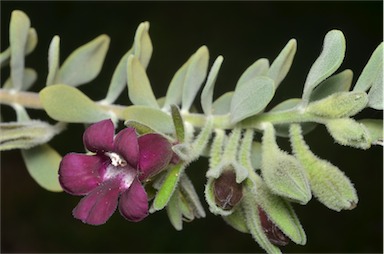 APII jpeg image of Eremophila muelleriana  © contact APII