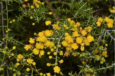 APII jpeg image of Acacia acuaria  © contact APII