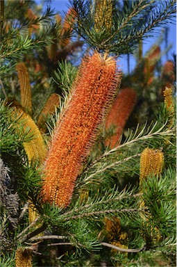 APII jpeg image of Banksia 'Giant Candles'  © contact APII