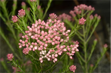 APII jpeg image of Ozothamnus diosmifolius 'Just Blush'  © contact APII