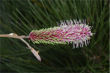 APII jpeg image of Grevillea petrophiloides subsp. magnifica  © contact APII