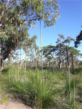 APII jpeg image of Xanthorrhoea latifolia subsp. latifolia  © contact APII